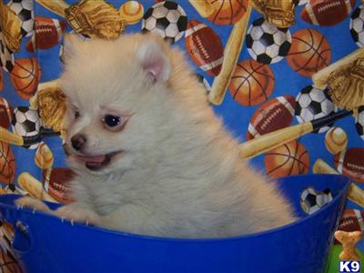 Pomeranian Puppies in FL